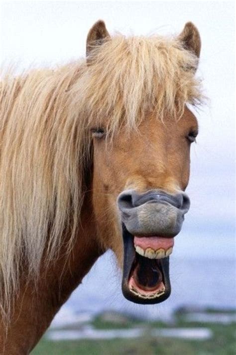 Hehehe Horse Smiling Smiling Animals Happy Animals Animals And Pets