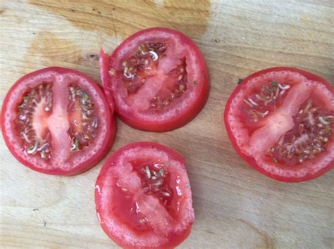 When Seeds Sprout Inside A Tomato Laidback Gardener