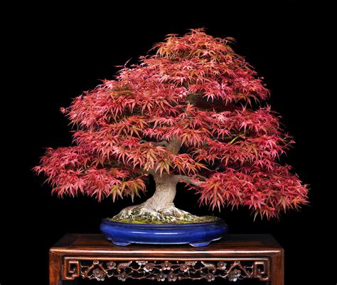 The Most Famous Bonsai Trees Imperial Bonsai