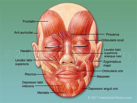 An Image Of The Muscles And Their Major Facials On A Mans Face