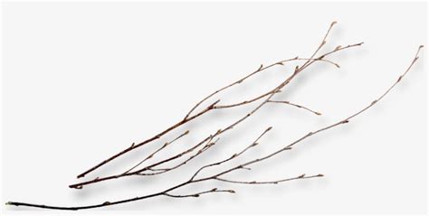 Twigs Png Png Image Transparent Png Free Download On Seekpng
