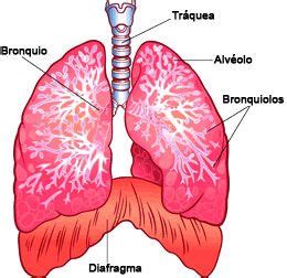 Ver más ideas sobre pulmones, arte de anatomía, disenos de unas. Resultado de imagen para los pulmones para dibujar (con ...