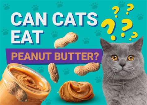 Can Cats Eat Peanut Butter Vet Approved Facts And Faq Pet Keen