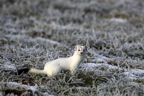 Ermine Mustela Erminea In Its Winter Coat On A Hoarfrost Covered