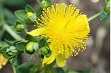 St John''s Wort Flower Images