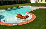 Dog Swimming Pool Photos