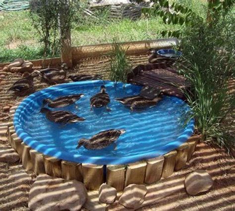 Because intake cove consists of an area with a small inlet with a drain that'll collect the fallen debris for you to rake them in later on. 139 best Ducks & Geese images on Pinterest | Ducks ...