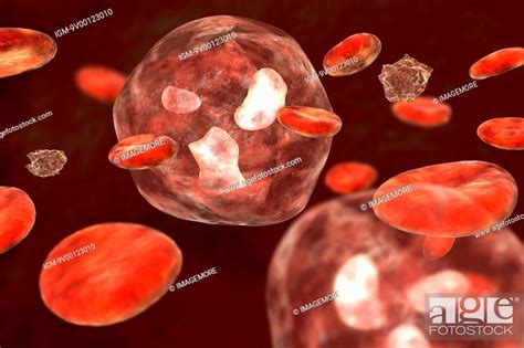 White Blood Cell Red Blood Cell Platelet Stock Photo Picture And