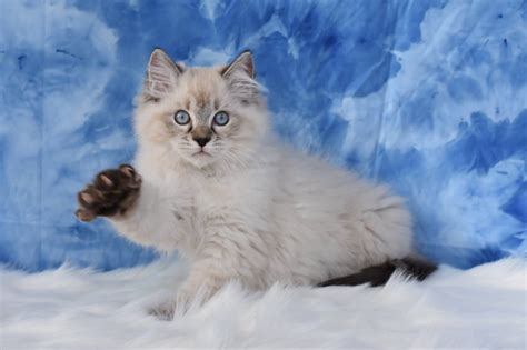 Ragdoll Cats In Many Colors And Patterns Jamilas Ragdolls