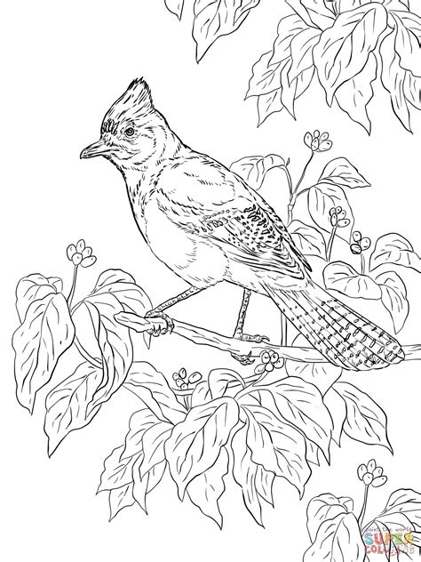 These bird coloring sheets are ideal for toddlers, preschoolers and school goers. Realistic Steller's Jay coloring page | Free Printable ...