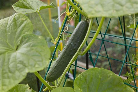 Growing Cucumbers In Container Gardens