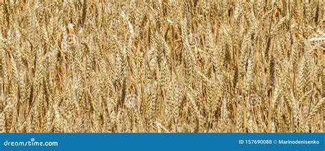 Seamless Wheat Field Texture Background Golden Ripe Ears Of Wheat In
