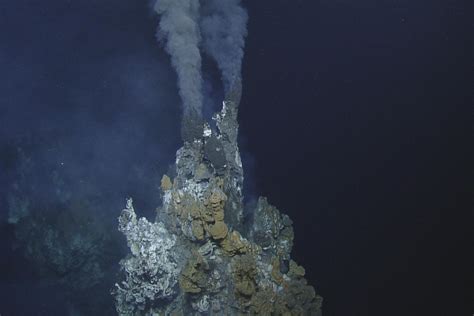 Deep Sea Fish Hijack Hydrothermal Vents To Incubate Their Young