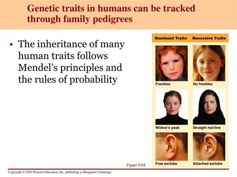 Ppt Human Genetics Powerpoint Presentation Free Download Id684825