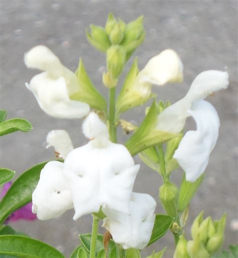 Salvia microphylla is an evergreen perennial growing to 1.2 m (4ft) by 1 m (3ft 3in). Salvia greggii 'Alba' - Victorian Salvia Study Group