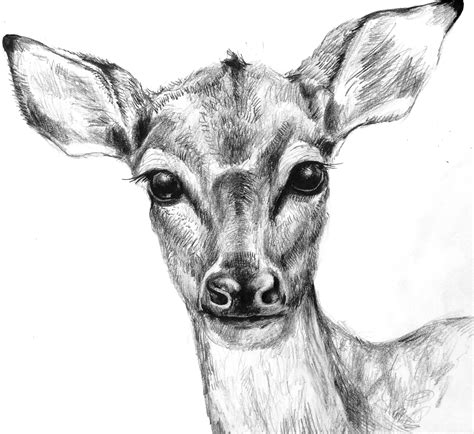 Sketch Of Doe Animal Drawings Deer Animal Sketches