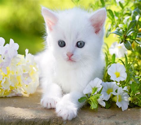 No one can deny that kittens (baby cats) are one of the most beautiful natural toys. Baby kitty blue eyes white cute flower animal cat ...