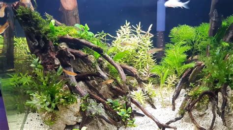 Nah agar tanaman aquascape dapat hidup di air tawar dengan baik tanpa co2, caranya gantilah 30% air akuarium secara rutin setiap seminggu sekali. AQUASCAPE GAK PAKE CO2!!! TANAMAN SUBUR GAK MATI - YouTube