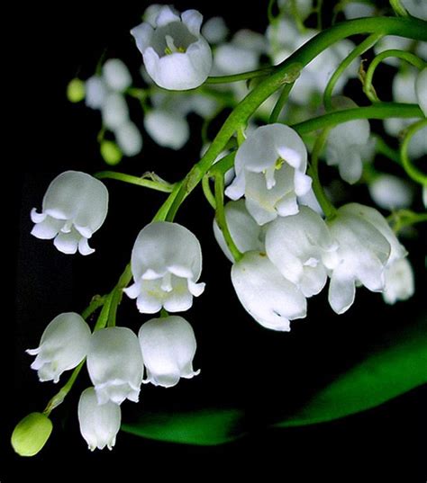 As 25 Melhores Ideias De May Birth Flowers No Pinterest