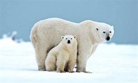This image does not follow our content guidelines. The action-packed cruises to suit all types | Daily Mail ...