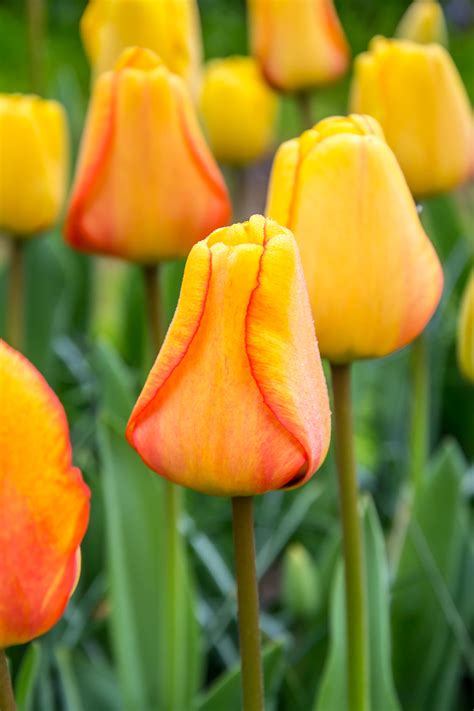 Tulip Blushing Apeldoorn De Vroomen Garden Products Landscape
