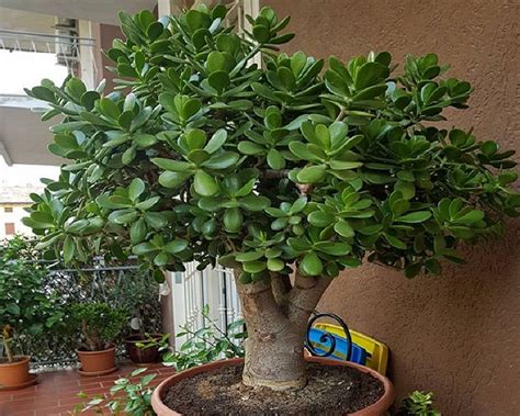 If they are, wait until the plant becomes too big for. The Money Tree Plant can attract Wealth in your home, but ...