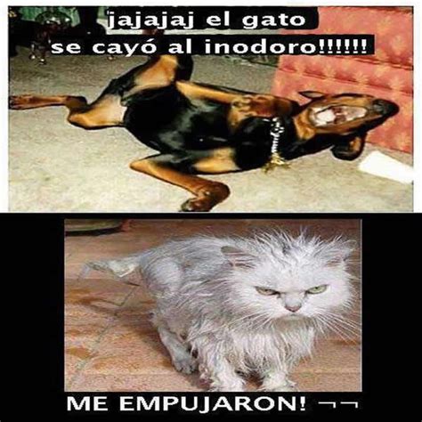 Imagenes Graciosas De Animales En Facebook Mundo Imagenes Frases