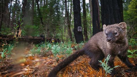 The fisher cat animals live and hunt. Forgotten but not Gone: The Pacific Fisher - Biographic