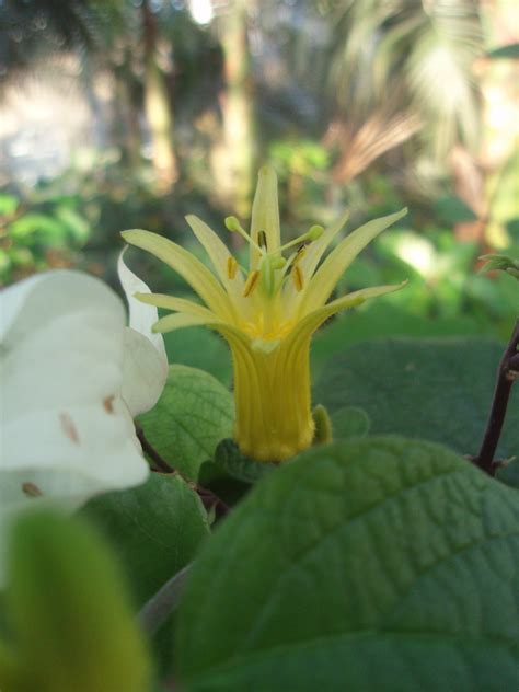 Lemon Yellow Passion Flowerpassiflora Citrina United Sta Flickr