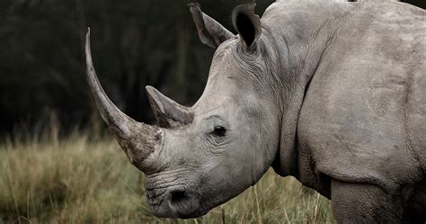 Nola The Northern White Rhinos Death Leaves Just Three On Earth Wired