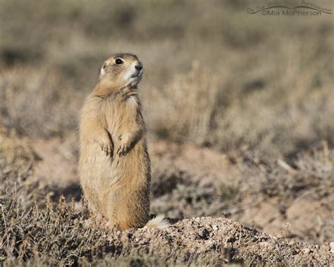 White Tailed Prairie Dog In Golden Evening Light On The Wing Photography