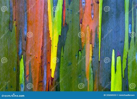 Rainbow Painted Eucalyptus Gum Tree Bark Background Stock Image