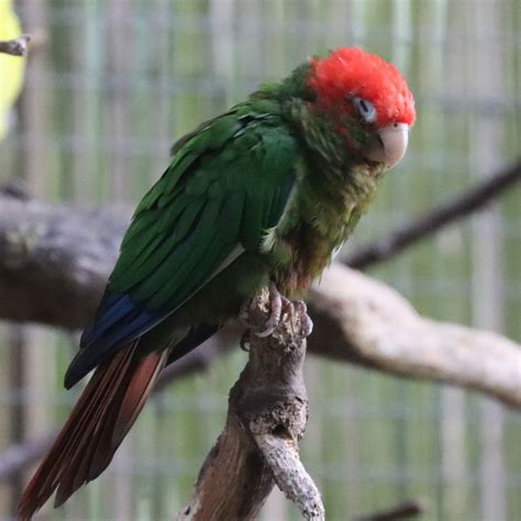 Rose Crowned Conure