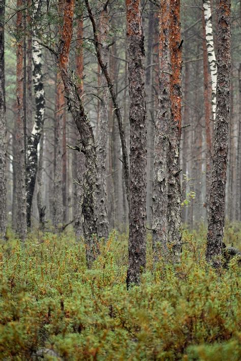 Forest Harmony Varnikai Lithuania Ko Gur Flickr