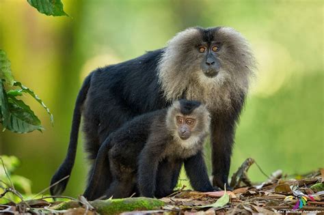 The Lion Tailed Macaque Is One Of The Rarest Primate Species And One