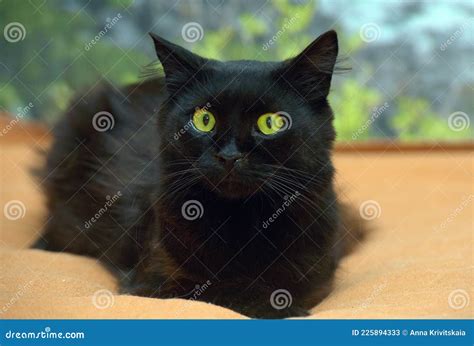 Black Fluffy Cat With Green Eyes Stock Image Image Of Animal Cute