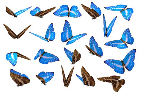Download Butterflies Png Image For Free