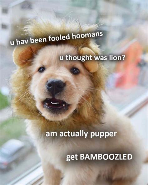The Doggo Subtitler On Instagram Pupper Has Done It Again Weve Been