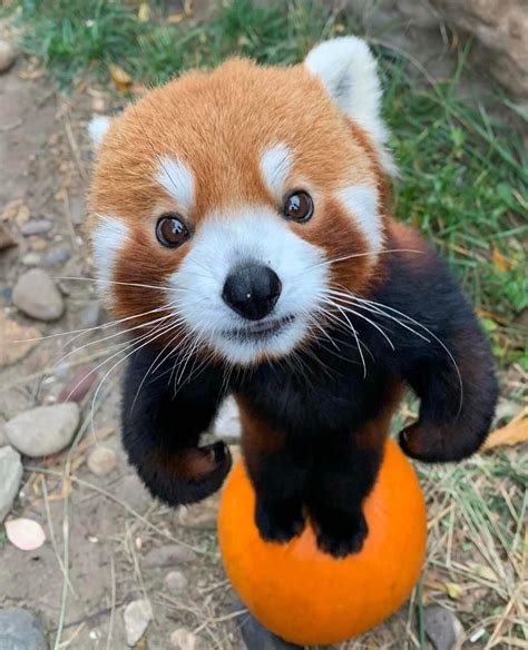 Photoshop Battles Psbattle This Red Panda Standing Up