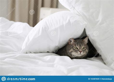 Tabby Cat Hiding Under Pillows On Bed Indoors Cute Pet Stock Image