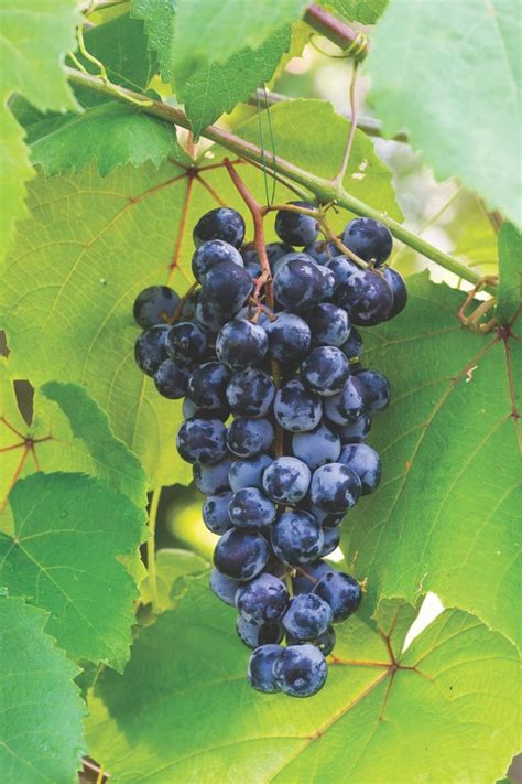 Purple fruits and vegetables drawing. Eat Your Purple Fruits and Vegetables | Purple fruit ...