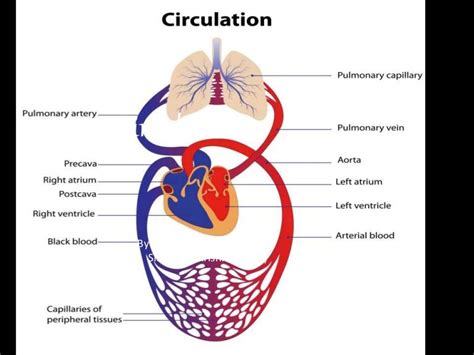 Circulation And Blood