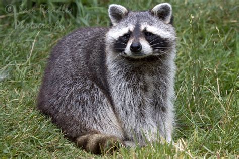Common Raccoon Procyon Lotor Zoochat
