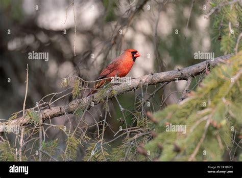 The Northern Cardinal Cardinalis Cardinalis Male In Spring During