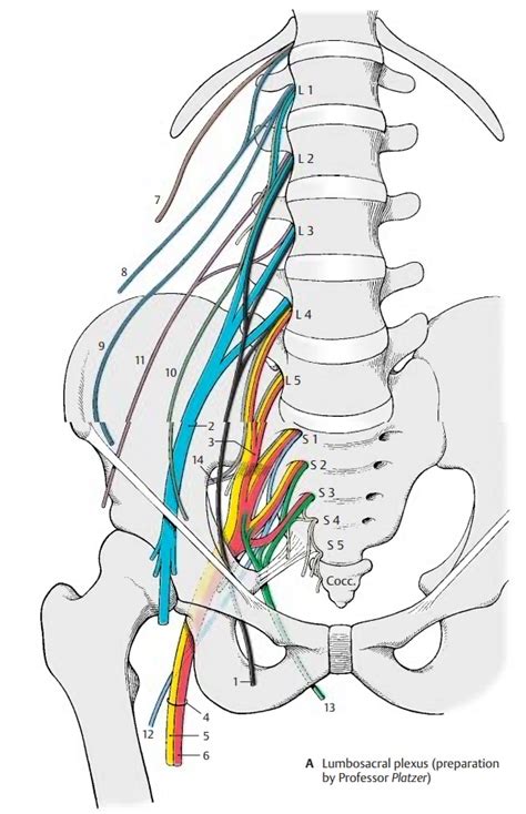 Lumbosacral Plexus And Lumbar Plexus Peripheral Nerves