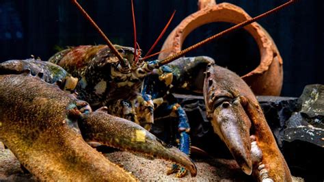 Uncover The Largest Lobsters Ever Caught