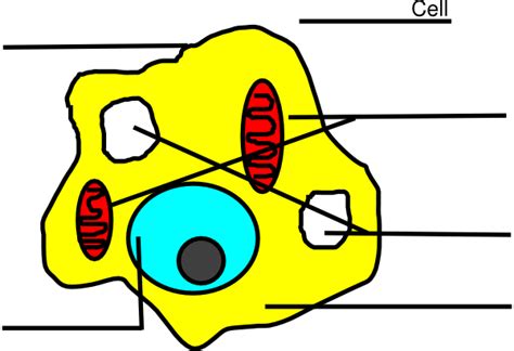 Maybe you would like to learn more about one of these? Basic Animal Cell Diagram Unlabeled Clip Art at Clker.com ...