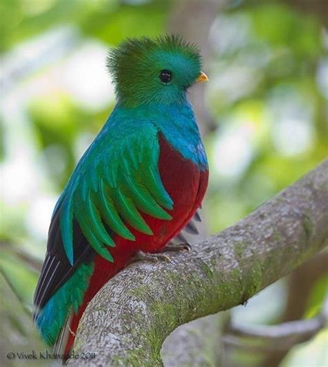 42 Best Rare Birds Images On Pinterest Exotic Birds