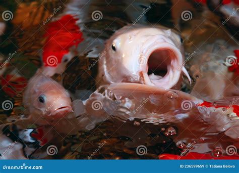Colorful Koi Fish Need Feeding Stock Image Image Of Farm Lake 236599659