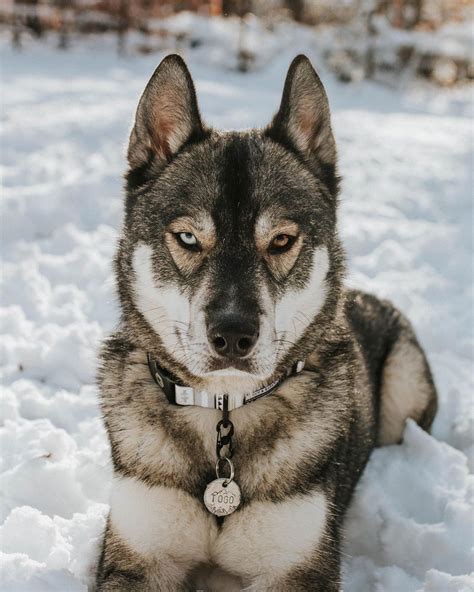 14 Magnificent Facts About Siberian Huskies Petpress Husky